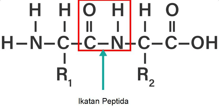 Real or Fake: Pepaya dan Nanas Bisa Bikin Daging Lebih Empuk?!